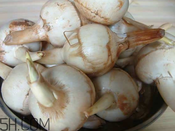 慈菇是什么？慈菇怎么吃