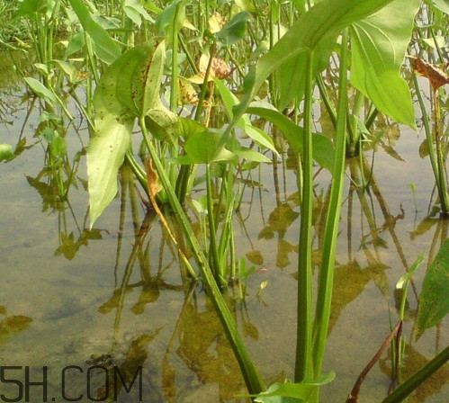 慈菇什么時(shí)候種？慈菇什么季節(jié)有