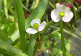 慈菇什么時(shí)候種？慈菇什么季節(jié)有