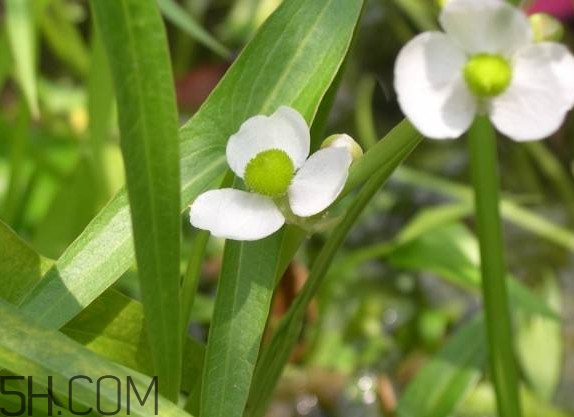 慈菇什么時(shí)候種？慈菇什么季節(jié)有