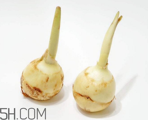慈菇什么時(shí)候種？慈菇什么季節(jié)有