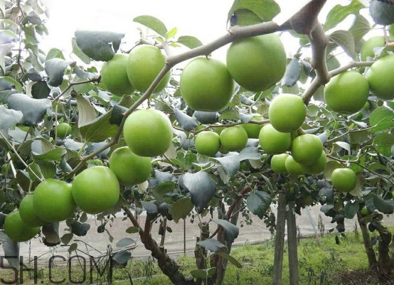 青棗核可以種嗎？青棗種植方法及管理