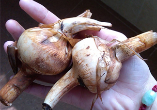 慈菇是什么？慈菇怎么吃