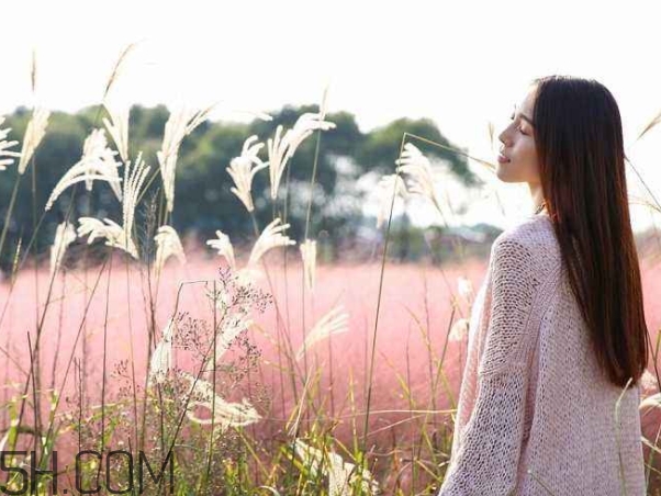 粉黛亂子是什么植物？粉黛亂子草花語(yǔ)