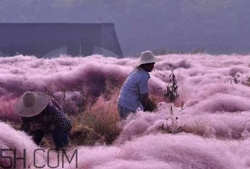 粉黛亂子是什么植物？粉黛亂子草花語(yǔ)