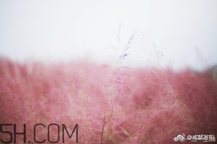 粉黛亂子是什么植物？粉黛亂子草花語(yǔ)