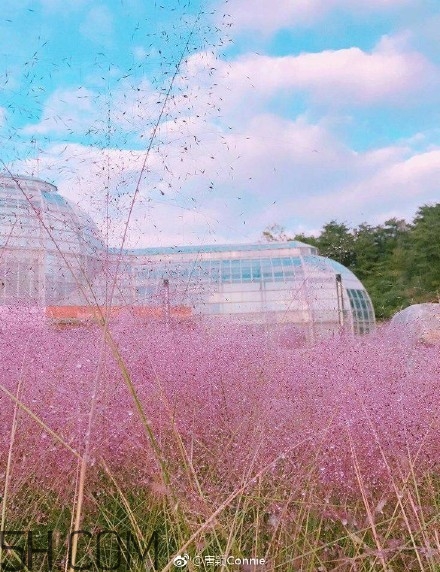 粉黛亂子是什么植物？粉黛亂子草花語(yǔ)