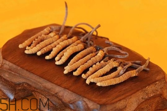 冬蟲(chóng)夏草是動(dòng)物還是植物？冬蟲(chóng)夏草是藥食同源嗎