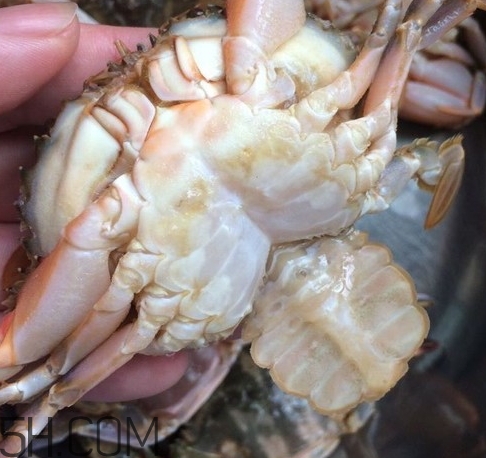 花蓋蟹和梭子蟹哪個(gè)好吃？花蓋蟹和梭子蟹區(qū)別