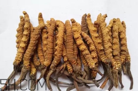 冬蟲夏草真的冬天是蟲夏天是草嗎？冬蟲夏草是怎么長(zhǎng)成