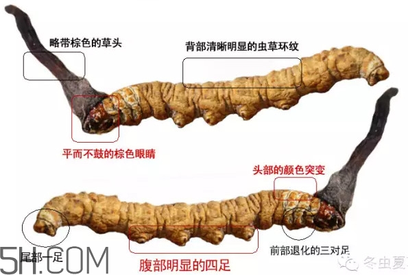 冬蟲夏草怎么保存？冬蟲夏草怎么挑選