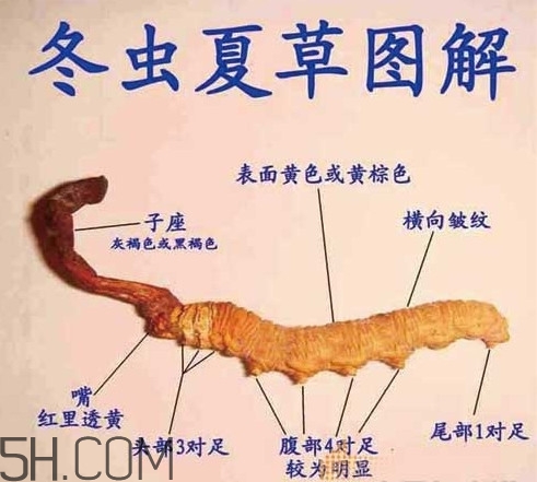 冬蟲(chóng)夏草是動(dòng)物還是植物？冬蟲(chóng)夏草是藥食同源嗎