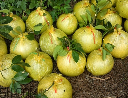 文旦上火嗎？文旦種植環(huán)境條件