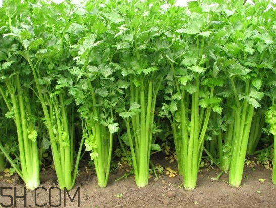 吃什么食物會(huì)導(dǎo)致失眠？睡前吃巧克力會(huì)導(dǎo)致失眠嗎？