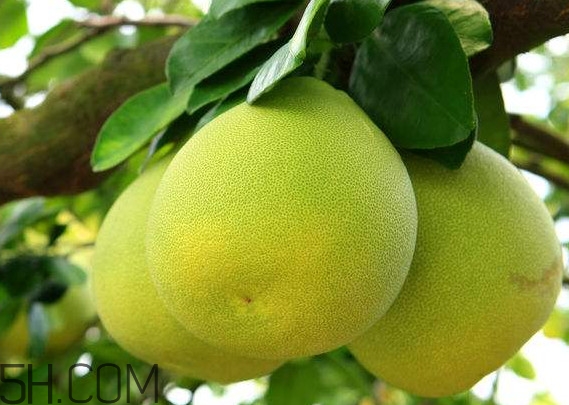文旦上火嗎？文旦種植環(huán)境條件