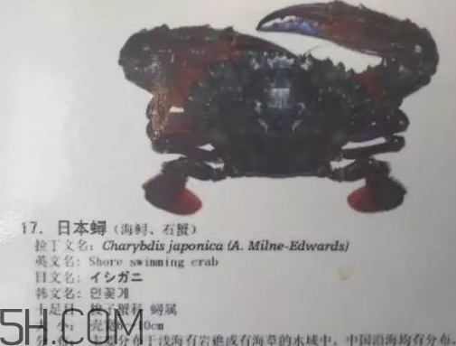 海虹蟹和梭子蟹哪個(gè)好？海虹蟹和梭子蟹的區(qū)別