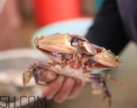 海虹蟹蒸多久才可以熟？海虹蟹蒸多長時間