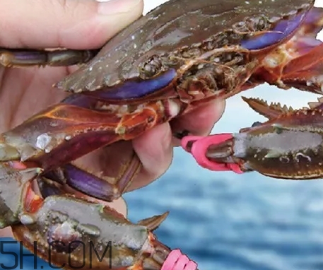 海虹蟹蒸多久才可以熟？海虹蟹蒸多長時間