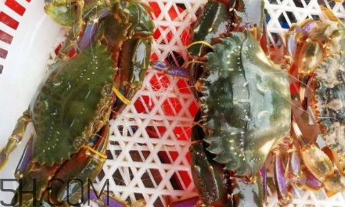 海虹蟹好吃嗎？海虹蟹多少錢一斤