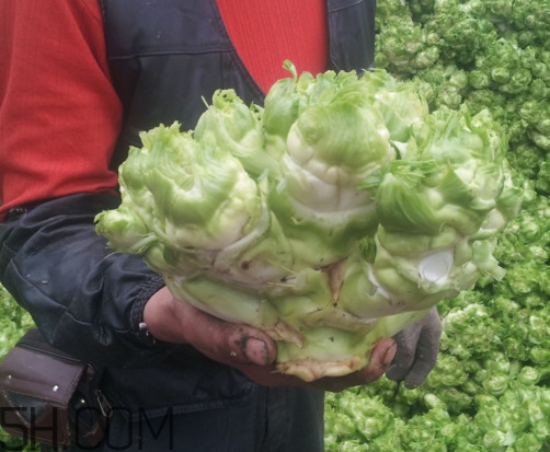 兒菜怎么種？兒菜怎么腌制