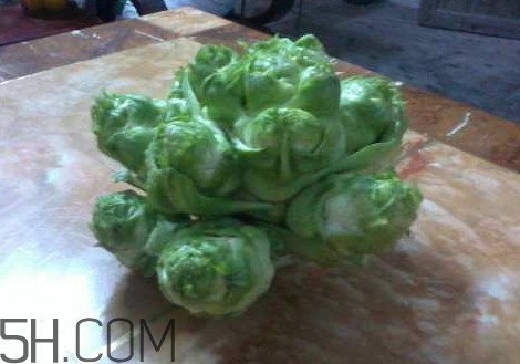 兒菜怎么吃？兒菜可不可以做泡菜