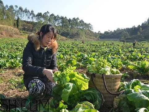 兒菜怎么種？兒菜怎么腌制