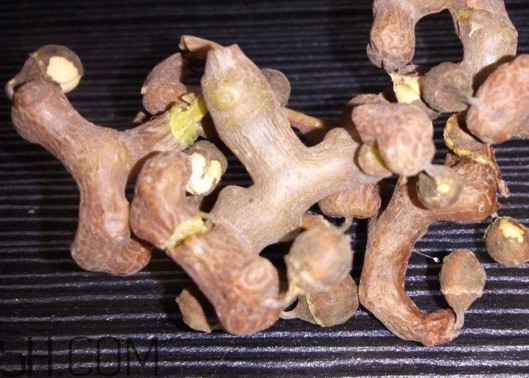 雞爪梨解酒是真的嗎？雞爪梨種下幾年能開花結(jié)果