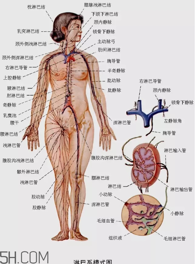 淋巴癌最嚴(yán)重時(shí)會(huì)成什么樣子？淋巴瘤能治好嗎