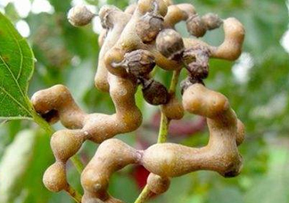雞爪梨解酒是真的嗎？雞爪梨種下幾年能開花結果