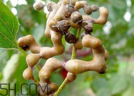 雞爪梨解酒是真的嗎？雞爪梨種下幾年能開花結(jié)果