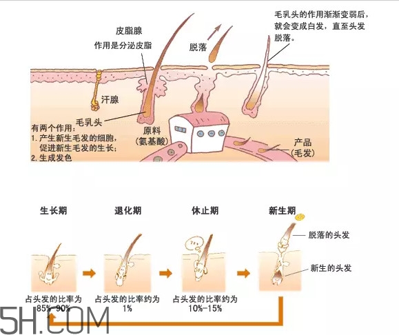 禿頂了還能長出頭發(fā)嗎？禿頂和性欲太強是不是有關(guān)