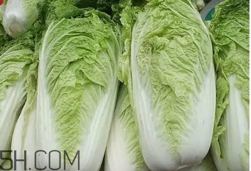 大白菜什么時候種最合適？大白菜怎么做好吃