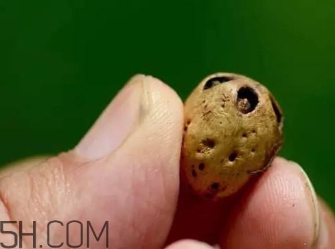 南酸棗可以泡酒嗎？南酸棗果核有什么功效