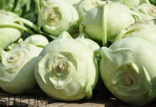 大頭菜是發(fā)物嗎？大頭菜是卷心菜嗎