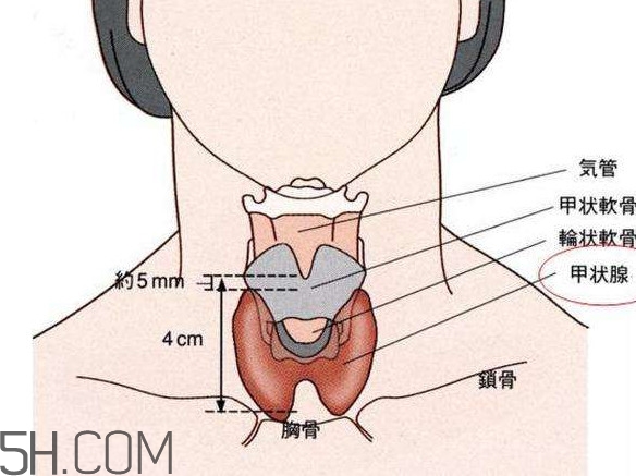 甲狀腺結(jié)節(jié)掛什么科？甲狀腺結(jié)節(jié)可以懷孕嗎