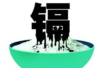 鎘污染會導(dǎo)致什么病？江西大米為何會鎘污染