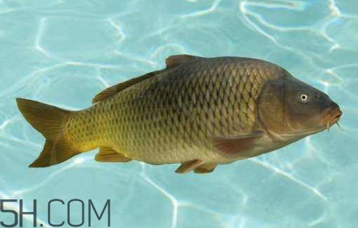 野生黃河鯉魚多少錢一斤？黃河鯉魚有幾根須