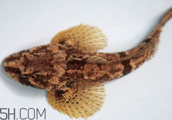松江鱸魚產(chǎn)地在松江嗎？松江鱸魚是保護動物嗎