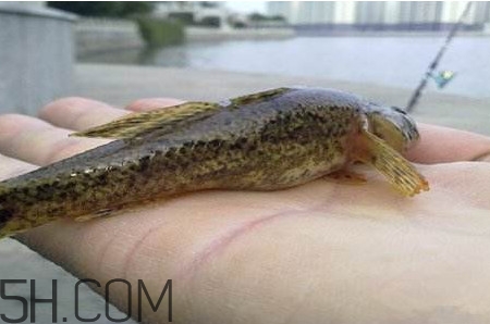 松江鱸魚能長多大？塘鱧魚和松江鱸魚有什么區(qū)別