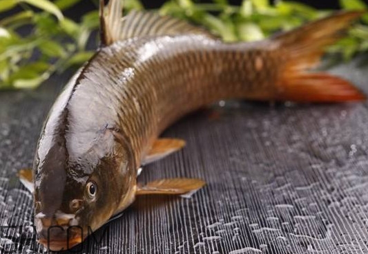 野生黃河鯉魚多少錢一斤？黃河鯉魚有幾根須