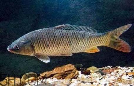 黃河鯉魚主要吃什么？黃河鯉魚和普通鯉魚的區(qū)別