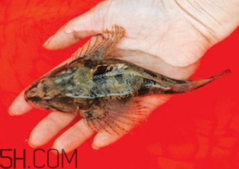 松江鱸魚哪里有？松江鱸魚什么季節(jié)吃最好
