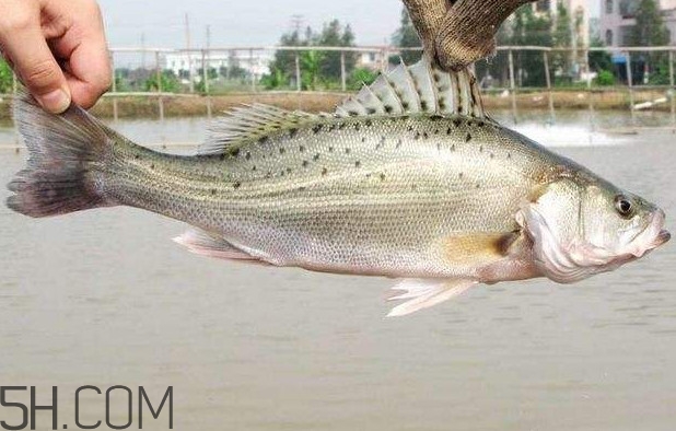 鱸魚有什么功效？鱸魚怎么養(yǎng)才不愛死