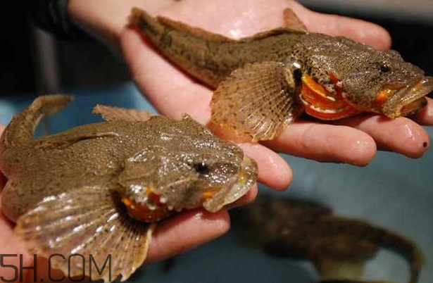 松江鱸魚多少錢一斤？松江鱸魚的松江在哪里