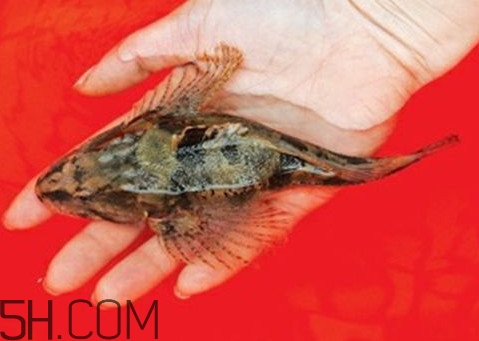 松江鱸魚(yú)怎么做？松江鱸魚(yú)養(yǎng)殖技術(shù)
