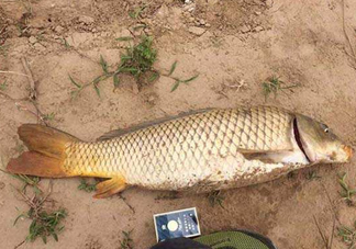 黃河鯉魚主要吃什么？黃河鯉魚和普通鯉魚的區(qū)別
