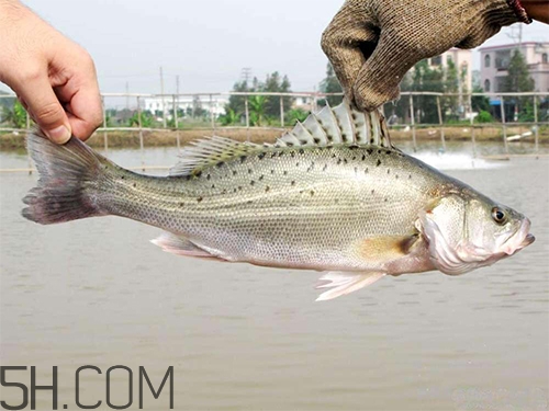 鱸魚蒸幾分鐘最好？河鱸魚和海鱸魚的區(qū)別