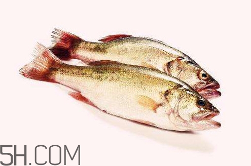 鱸魚有什么功效？鱸魚怎么養(yǎng)才不愛死