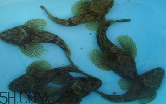 松江鱸魚(yú)怎么做？松江鱸魚(yú)養(yǎng)殖技術(shù)