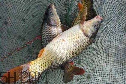 黃河鯉魚主要吃什么？黃河鯉魚和普通鯉魚的區(qū)別